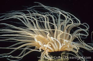 Tube anemone.