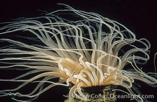 Tube anemone, Pachycerianthus fimbriatus, La Jolla, California