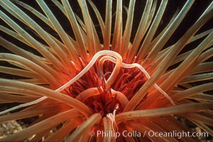 Tube anemone.