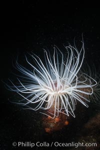 Tube anemone, San Miguel Island, Channel Islands National Marine Sanctuary, Pachycerianthus fimbriatus
