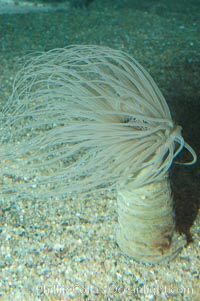 Tube anemone., Pachycerianthus fimbriatus, natural history stock photograph, photo id 08938