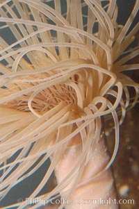 Tube anemone., Pachycerianthus fimbriatus, natural history stock photograph, photo id 08941