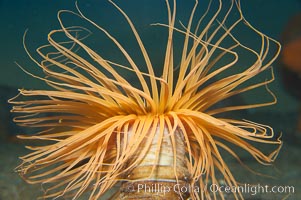 Tube anemone, Pachycerianthus fimbriatus