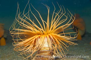 Tube anemone., Pachycerianthus fimbriatus, natural history stock photograph, photo id 14048