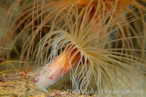 Tube anemone, Pachycerianthus fimbriatus