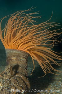 Tube anemone., Pachycerianthus fimbriatus, natural history stock photograph, photo id 14946