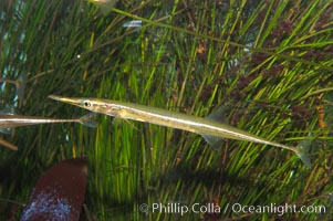 Tube snout, Aulorhynchus flavidus