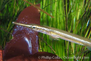 Tube snout, Aulorhynchus flavidus