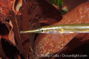 Tube snout, Aulorhynchus flavidus