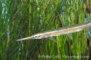 Tube snout, Aulorhynchus flavidus