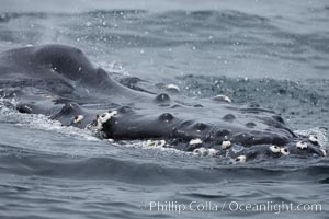 Tubercles on the rostrum of a humpback whale.  Tubercles are actually hair follicles, and small coarse hair grows from each tubercle on the whale's head (rostrum), Megaptera novaeangliae, Santa Rosa Island, California