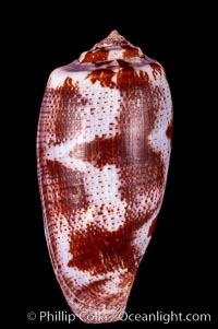 Tulip Cone, Conus tulipa