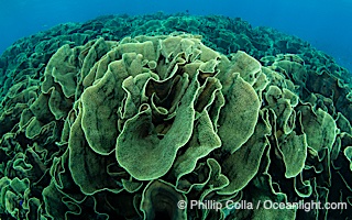 Turbinaria corals at Nigali Passage, Fiji, Gau Island, Lomaiviti Archipelago