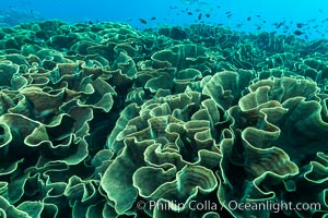 Spectacular display of pristine cabbage coral, Turbinaria reniformis, in Nigali Pass on Gao Island, Fiji, Cabbage coral, Turbinaria reniformis, Nigali Passage, Gau Island, Lomaiviti Archipelago