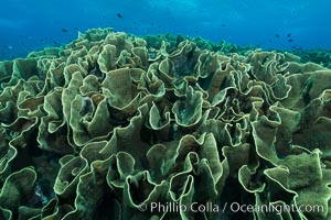 Spectacular display of pristine cabbage coral, Turbinaria reniformis, in Nigali Pass on Gao Island, Fiji, Cabbage coral, Turbinaria reniformis, Nigali Passage, Gau Island, Lomaiviti Archipelago