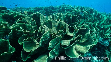 Spectacular display of pristine cabbage coral, Turbinaria reniformis, in Nigali Pass on Gao Island, Fiji, Cabbage coral, Turbinaria reniformis, Nigali Passage, Gau Island, Lomaiviti Archipelago