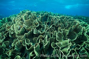 Spectacular display of pristine cabbage coral, Turbinaria reniformis, in Nigali Pass on Gao Island, Fiji, Cabbage coral, Turbinaria reniformis, Nigali Passage, Gau Island, Lomaiviti Archipelago