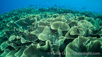 Spectacular display of pristine cabbage coral, Turbinaria reniformis, in Nigali Pass on Gao Island, Fiji, Cabbage coral, Turbinaria reniformis, Nigali Passage, Gau Island, Lomaiviti Archipelago