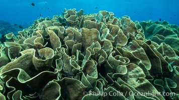 Spectacular display of pristine cabbage coral, Turbinaria reniformis, in Nigali Pass on Gao Island, Fiji, Cabbage coral, Turbinaria reniformis, Nigali Passage, Gau Island, Lomaiviti Archipelago