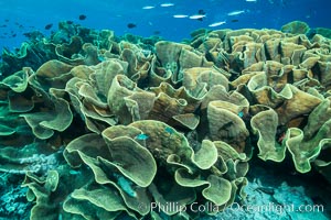 Spectacular display of pristine cabbage coral, Turbinaria reniformis, in Nigali Pass on Gao Island, Fiji, Cabbage coral, Turbinaria reniformis, Nigali Passage, Gau Island, Lomaiviti Archipelago