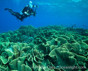 Spectacular display of pristine cabbage coral, Turbinaria reniformis, in Nigali Pass on Gao Island, Fiji, Cabbage coral, Turbinaria reniformis, Nigali Passage, Gau Island, Lomaiviti Archipelago