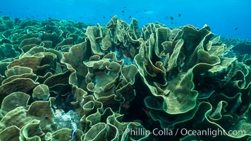 Spectacular display of pristine cabbage coral, Turbinaria reniformis, in Nigali Pass on Gao Island, Fiji, Cabbage coral, Turbinaria reniformis, Nigali Passage, Gau Island, Lomaiviti Archipelago