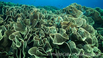 Spectacular display of pristine cabbage coral, Turbinaria reniformis, in Nigali Pass on Gao Island, Fiji, Cabbage coral, Turbinaria reniformis, Nigali Passage, Gau Island, Lomaiviti Archipelago