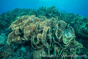 Spectacular display of pristine cabbage coral, Turbinaria reniformis, in Nigali Pass on Gao Island, Fiji, Cabbage coral, Turbinaria reniformis, Nigali Passage, Gau Island, Lomaiviti Archipelago