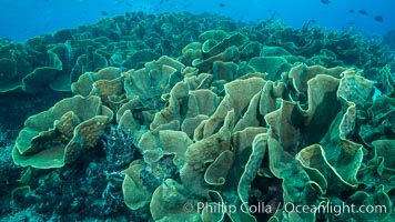 Spectacular display of pristine cabbage coral, Turbinaria reniformis, in Nigali Pass on Gao Island, Fiji, Cabbage coral, Turbinaria reniformis, Nigali Passage, Gau Island, Lomaiviti Archipelago