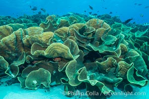 Spectacular display of pristine cabbage coral, Turbinaria reniformis, in Nigali Pass on Gao Island, Fiji, Cabbage coral, Turbinaria reniformis, Nigali Passage, Gau Island, Lomaiviti Archipelago