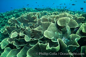 Spectacular display of pristine cabbage coral, Turbinaria reniformis, in Nigali Pass on Gao Island, Fiji, Cabbage coral, Turbinaria reniformis, Nigali Passage, Gau Island, Lomaiviti Archipelago