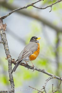 American robin.  Yosemite Valley, Turdus migratorius, Yosemite National Park, California