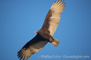 Turkey vulture in flight, soaring, San Simeon, Cathartes aura, La Jolla, California