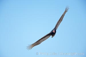 Turkey vulture in flight, Piedras Blancas, San Simeon, California