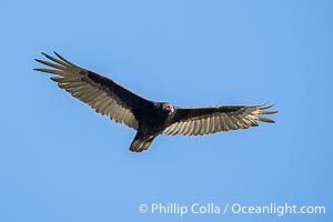 Turkey Vulture in Flight, Bass Lake
