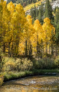 Turning aspen trees in Autumn, South Fork of Bishop Creek Canyon, Sierra Nevada Mountains, California