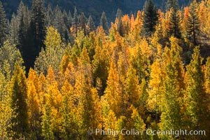 Aspens show fall colors in Mineral King Valley, part of Sequoia National Park in the southern Sierra Nevada, California