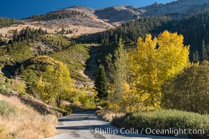 Aspens show fall colors in Mineral King Valley, part of Sequoia National Park in the southern Sierra Nevada, California