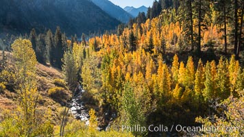 Aspens show fall colors in Mineral King Valley, part of Sequoia National Park in the southern Sierra Nevada, California