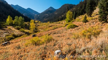 Aspens show fall colors in Mineral King Valley, part of Sequoia National Park in the southern Sierra Nevada, California