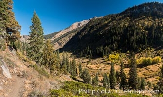 Aspens show fall colors in Mineral King Valley, part of Sequoia National Park in the southern Sierra Nevada, California