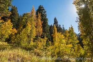 Aspens show fall colors in Mineral King Valley, part of Sequoia National Park in the southern Sierra Nevada, California