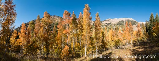 Aspens show fall colors in Mineral King Valley, part of Sequoia National Park in the southern Sierra Nevada, California