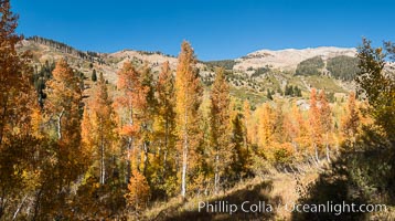 Aspens show fall colors in Mineral King Valley, part of Sequoia National Park in the southern Sierra Nevada, California