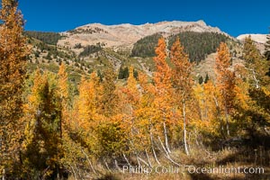 Aspens show fall colors in Mineral King Valley, part of Sequoia National Park in the southern Sierra Nevada, California