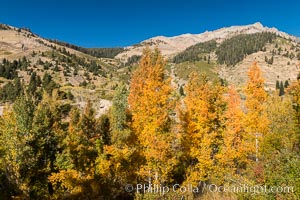 Aspens show fall colors in Mineral King Valley, part of Sequoia National Park in the southern Sierra Nevada, California