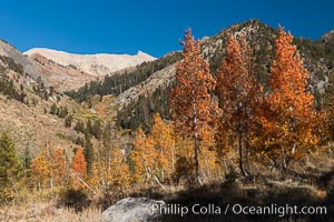 Aspens show fall colors in Mineral King Valley, part of Sequoia National Park in the southern Sierra Nevada, California