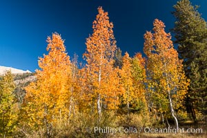 Aspens show fall colors in Mineral King Valley, part of Sequoia National Park in the southern Sierra Nevada, California