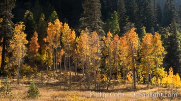 Aspens show fall colors in Mineral King Valley, part of Sequoia National Park in the southern Sierra Nevada, California