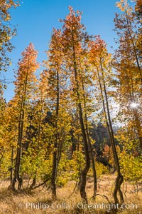 Aspens show fall colors in Mineral King Valley, part of Sequoia National Park in the southern Sierra Nevada, California